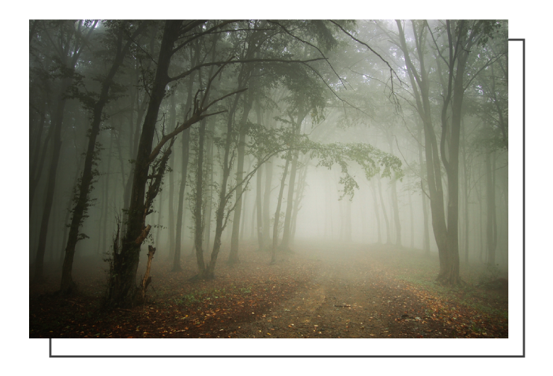 foggy scary forest scene