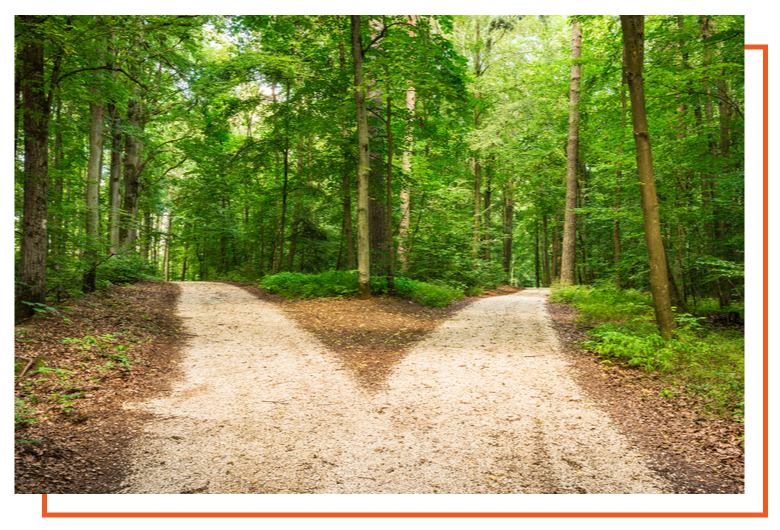 split trail in a forest